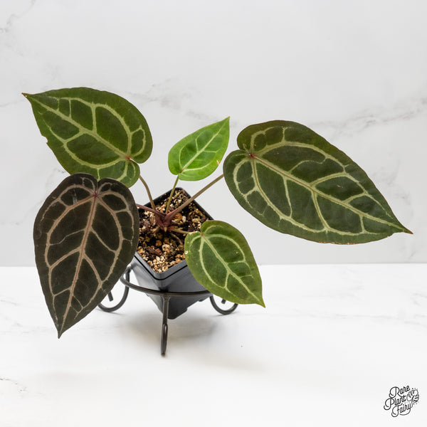 Anthurium Home, Sweet Home '32' x Dark & Handsome '9' by DocBlock® (wk1-P)
