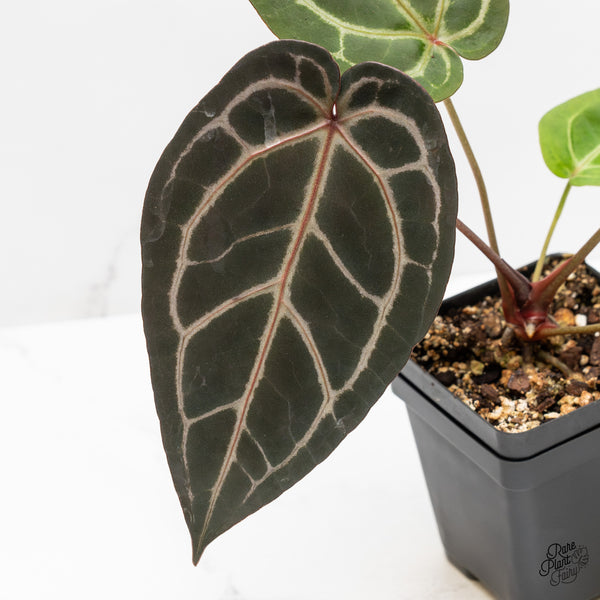 Anthurium Home, Sweet Home '32' x Dark & Handsome '9' by DocBlock® (wk1-P)