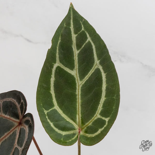 Anthurium Home, Sweet Home '32' x Dark & Handsome '9' by DocBlock® (wk1-P)