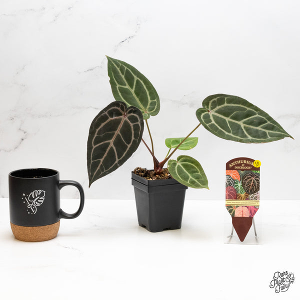Anthurium Home, Sweet Home '32' x Dark & Handsome '9' by DocBlock® (wk1-P)