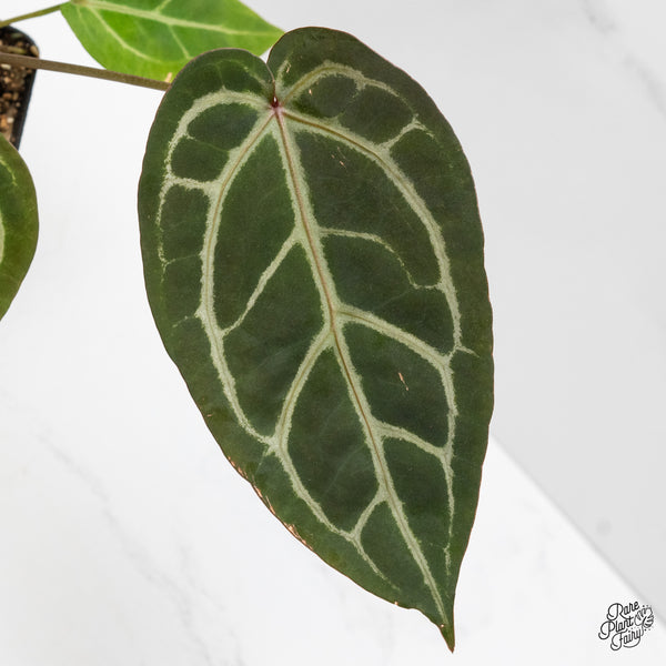 Anthurium Home, Sweet Home '32' x Dark & Handsome '9' by DocBlock® (wk1-P)