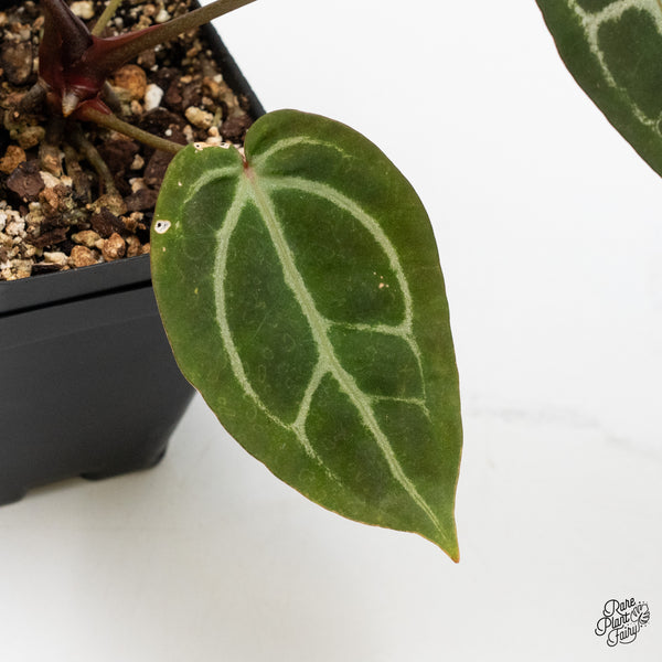 Anthurium Home, Sweet Home '32' x Dark & Handsome '9' by DocBlock® (wk1-P)