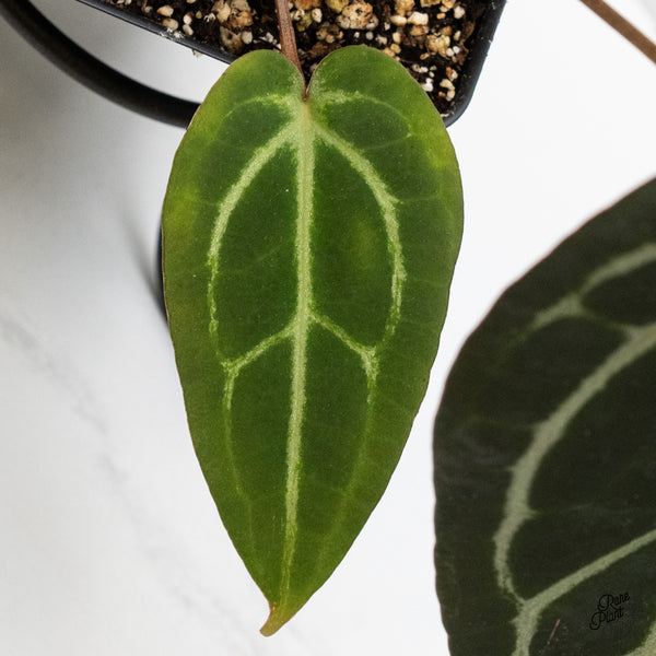 Anthurium Home, Sweet Home '32' x Dark & Handsome '9' by DocBlock® (wk1-Z)