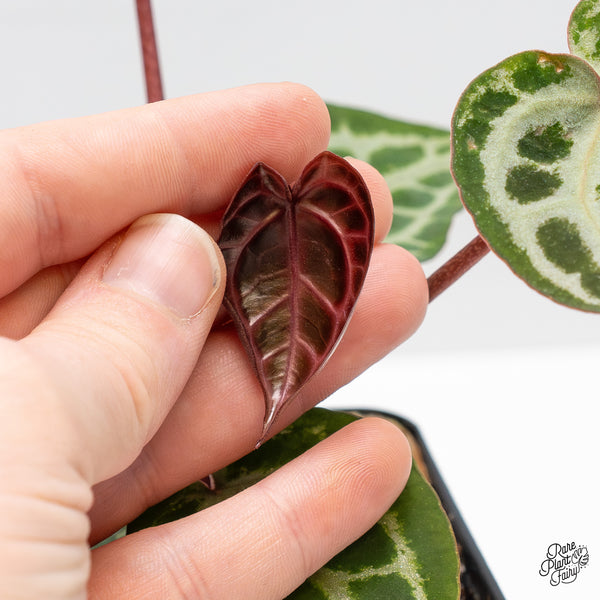 Anthurium Home, Sweet Home '32' x Zara '14' by DocBlock® (wk50-C)