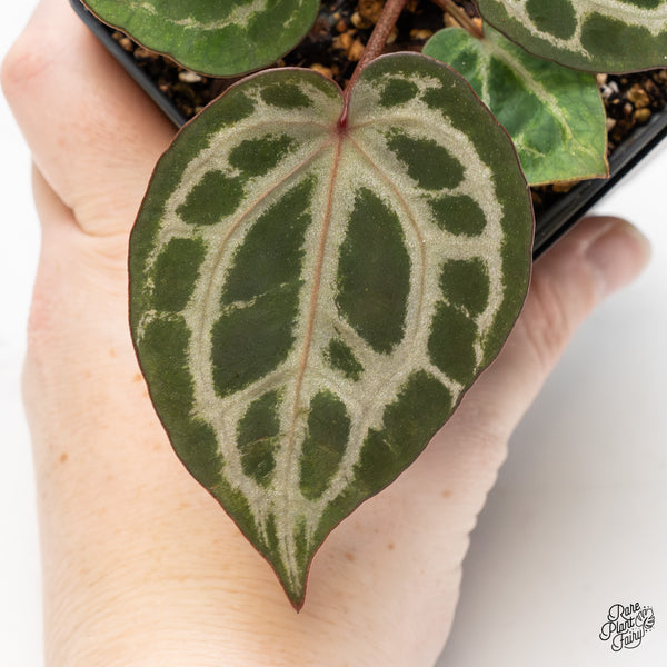 Anthurium Home, Sweet Home '32' x Zara '14' by DocBlock® (wk51-J)