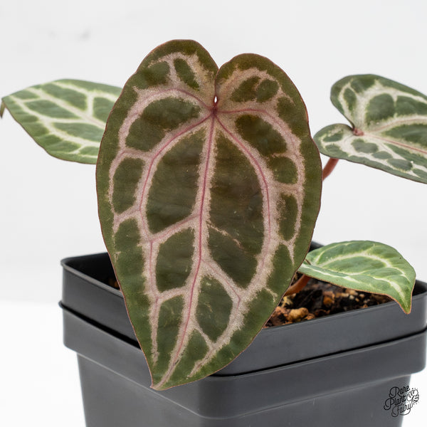 Anthurium Home, Sweet Home '32' x Zara '14' by DocBlock® (wk51-N)