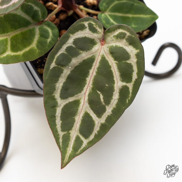 Anthurium Home, Sweet Home '32' x Zara '14' by DocBlock® (wk51-N)