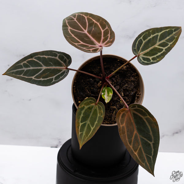 Variegated Anthurium Home, Sweet Home '32' x Red Velvet Cake '24' by DocBlock® (wk32-AC)
