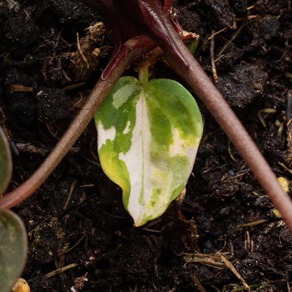 Variegated Anthurium Home, Sweet Home '32' x Red Velvet Cake '24' by DocBlock® (wk32-AC)