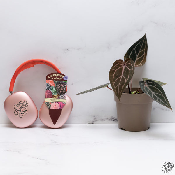 Variegated Anthurium Home, Sweet Home '32' x Red Velvet Cake '24' by DocBlock® (wk32-AC)