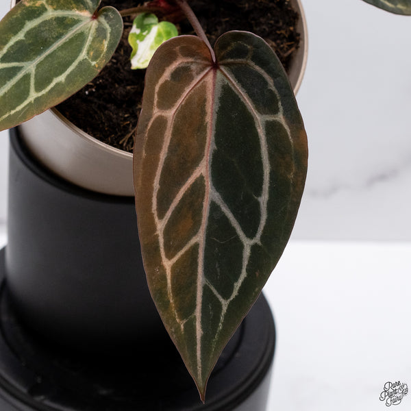 Variegated Anthurium Home, Sweet Home '32' x Red Velvet Cake '24' by DocBlock® (wk32-AC)