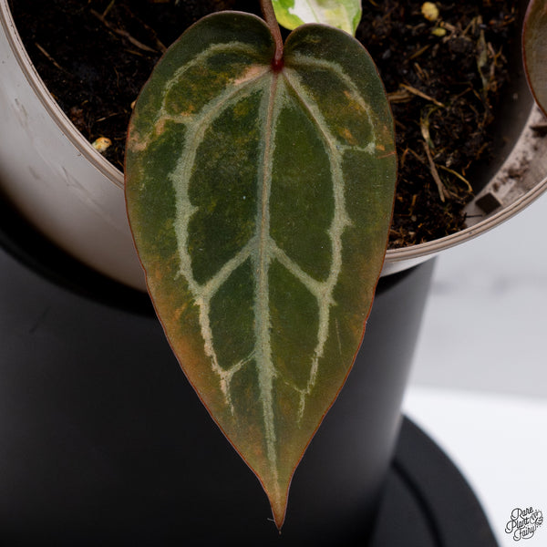 Variegated Anthurium Home, Sweet Home '32' x Red Velvet Cake '24' by DocBlock® (wk32-AC)