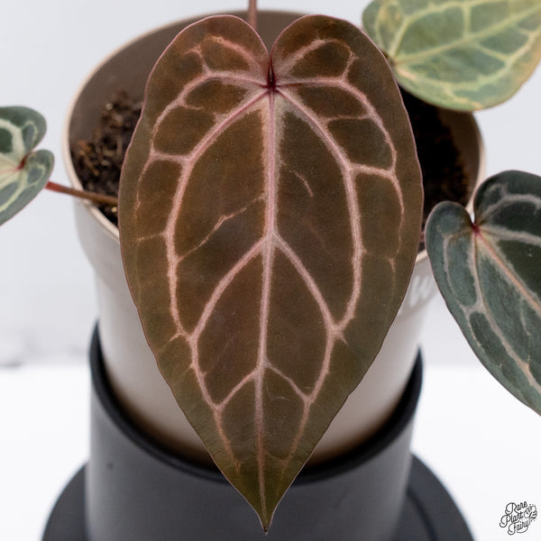 Variegated Anthurium Home, Sweet Home '32' x Red Velvet Cake '24' by DocBlock® (wk32-AC)