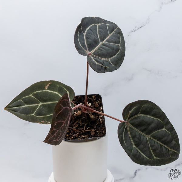 Anthurium Home, Sweet Home '32' x Red Velvet Cake '24' by DocBlock® *Very Dark* (wk33-J)