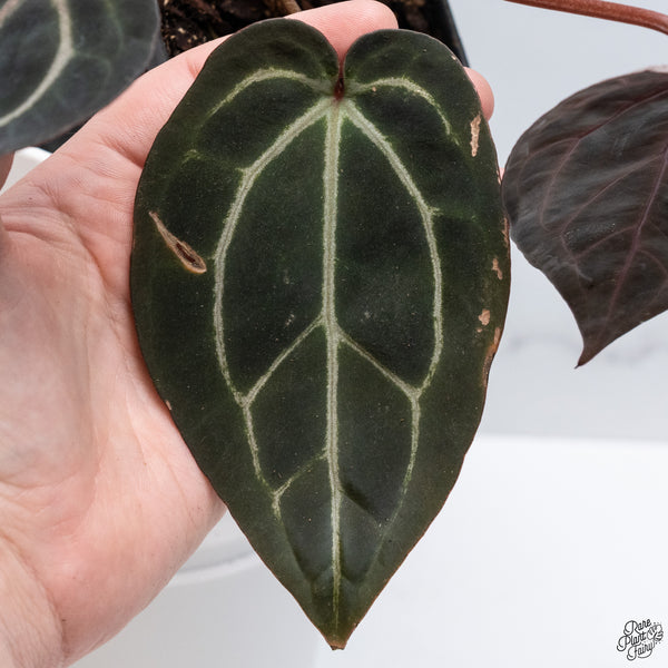 Anthurium Home, Sweet Home '32' x Red Velvet Cake '24' by DocBlock® *Very Dark* (wk33-J)