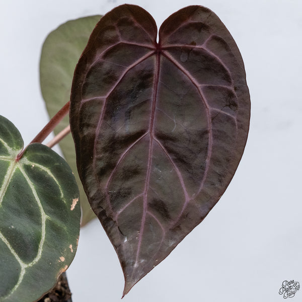 Anthurium Home, Sweet Home '32' x Red Velvet Cake '24' by DocBlock® *Very Dark* (wk33-J)