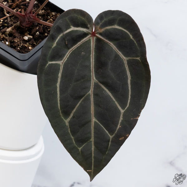 Anthurium Home, Sweet Home '32' x Red Velvet Cake '24' by DocBlock® *Very Dark* (wk33-J)