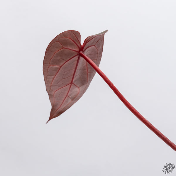 Anthurium Home, Sweet Home '32' x Red Velvet Cake '24' by DocBlock® *Dark and Vibrant Emergent* (wk33-V)