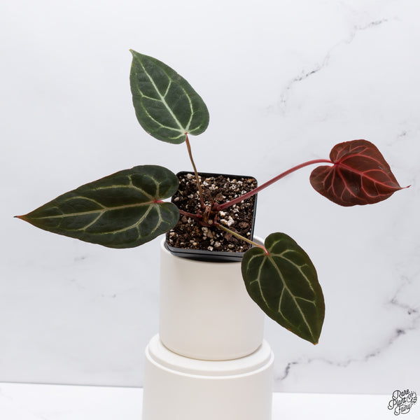 Anthurium Home, Sweet Home '32' x Red Velvet Cake '24' by DocBlock® *Dark and Vibrant Emergent* (wk33-V)