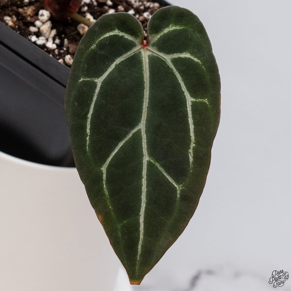 Anthurium Home, Sweet Home '32' x Red Velvet Cake '24' by DocBlock® *Dark and Vibrant Emergent* (wk33-V)