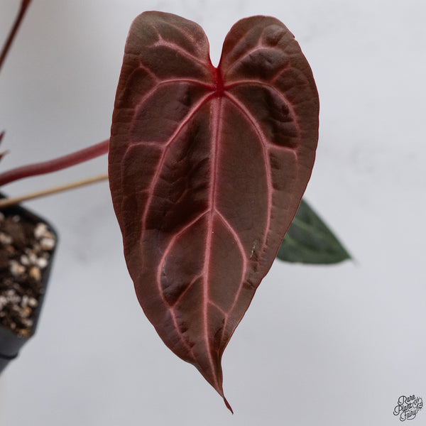 Anthurium Home, Sweet Home '32' x Red Velvet Cake '24' by DocBlock® *Dark and Vibrant Emergent* (wk33-V)