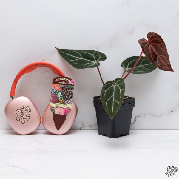 Anthurium Home, Sweet Home '32' x Red Velvet Cake '24' by DocBlock® *Dark and Vibrant Emergent* (wk33-V)