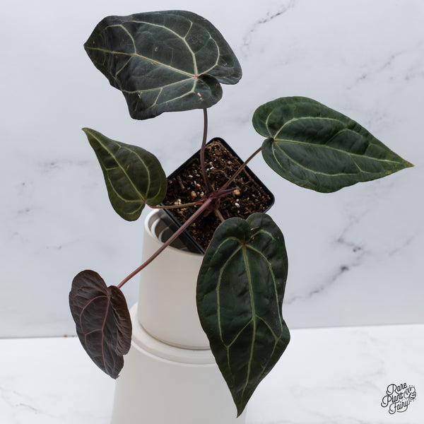 Anthurium Home, Sweet Home '32' x Red Velvet Cake '24' by DocBlock® (wk35-G) *Fused Sinus*