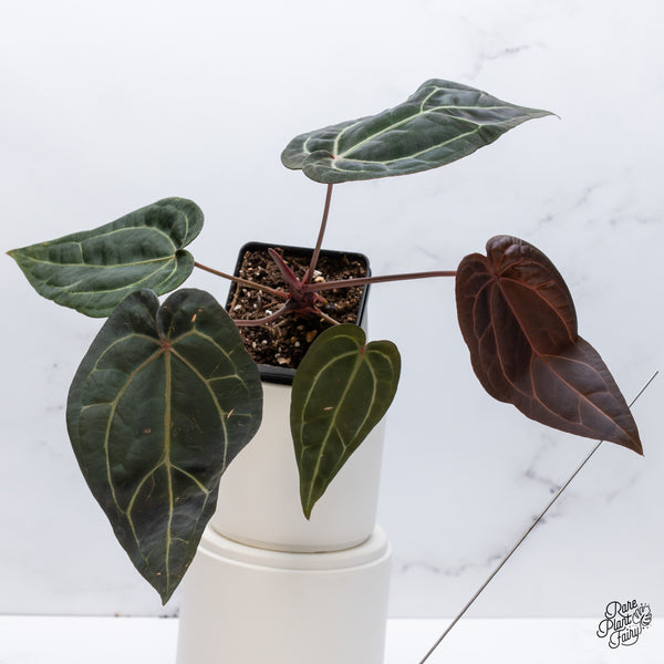 Anthurium Home, Sweet Home '32' x Red Velvet Cake '24' by DocBlock® (wk35-G) *Fused Sinus*