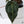 Anthurium Home, Sweet Home '32' x Red Velvet Cake '24' by DocBlock® (wk35-G) *Fused Sinus*