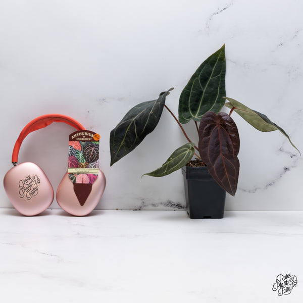 Anthurium Home, Sweet Home '32' x Red Velvet Cake '24' by DocBlock® (wk35-G) *Fused Sinus*