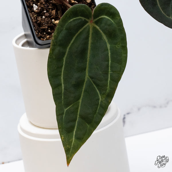 Anthurium Home, Sweet Home '32' x Red Velvet Cake '24' by DocBlock® (wk35-G) *Fused Sinus*