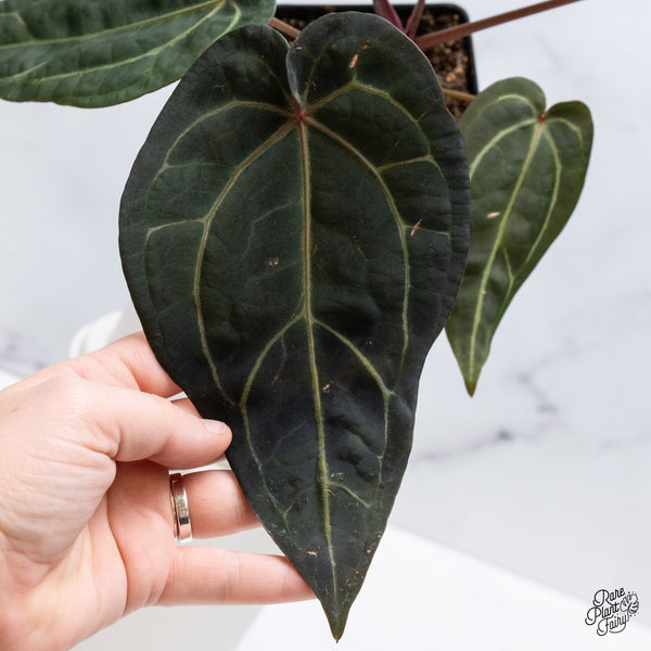 Anthurium Home, Sweet Home '32' x Red Velvet Cake '24' by DocBlock® (wk35-G) *Fused Sinus*