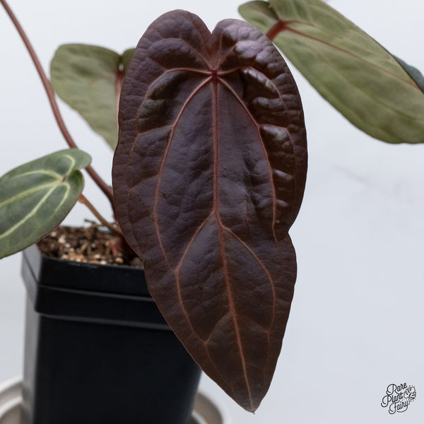 Anthurium Home, Sweet Home '32' x Red Velvet Cake '24' by DocBlock® (wk35-G) *Fused Sinus*