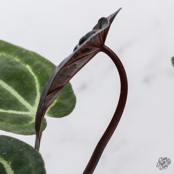 Anthurium Home, Sweet Home '32' x Red Velvet Cake '24' by DocBlock® (wk35-O)