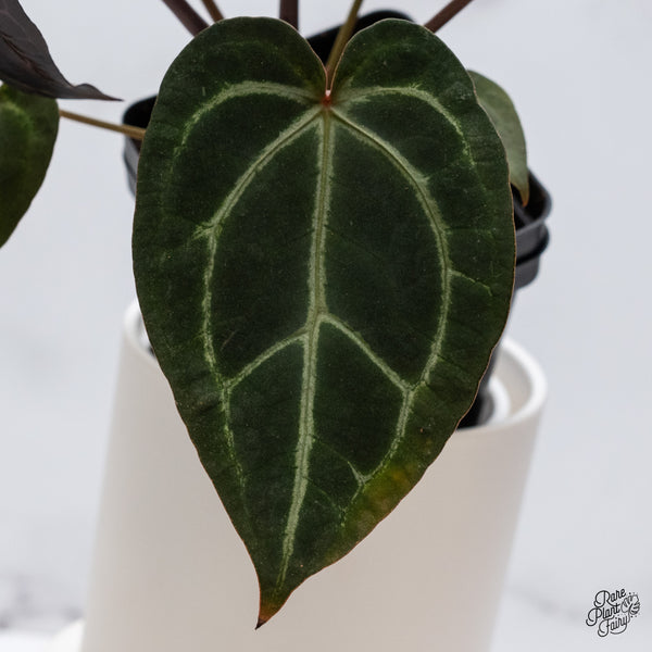 Anthurium Home, Sweet Home '32' x Red Velvet Cake '24' by DocBlock® (wk35-O)
