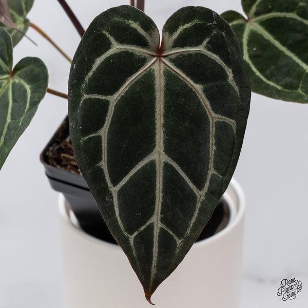 Anthurium Home, Sweet Home '32' x Red Velvet Cake '24' by DocBlock® (wk35-O)