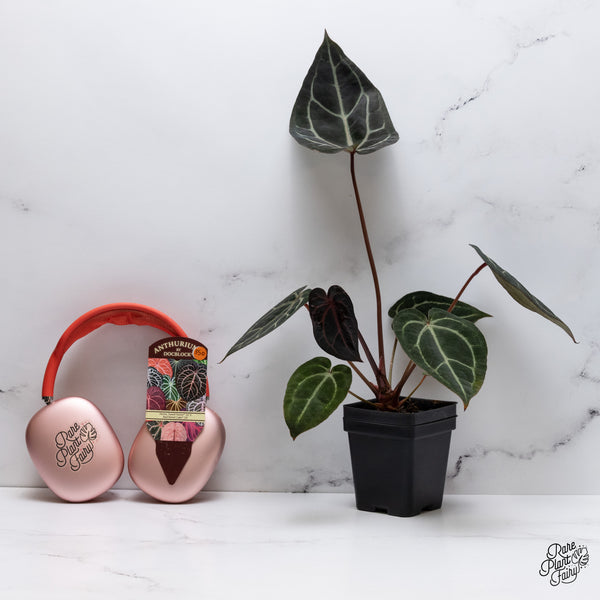 Anthurium Home, Sweet Home '32' x Red Velvet Cake '24' by DocBlock® (wk35-O)