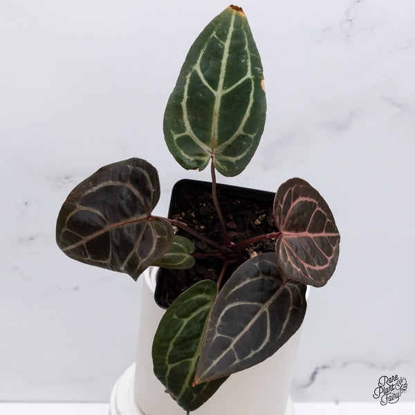 Anthurium Home, Sweet Home '32' x Red Velvet Cake '24' by DocBlock® (wk35-P) *Dark and Vibrant Emergent*