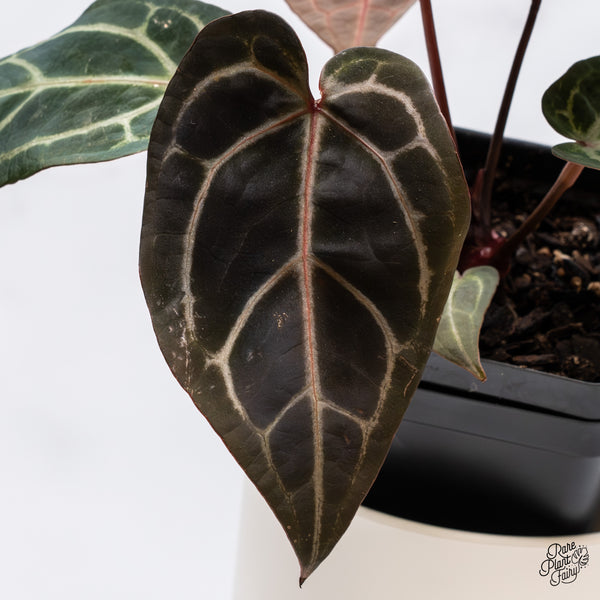 Anthurium Home, Sweet Home '32' x Red Velvet Cake '24' by DocBlock® (wk35-P) *Dark and Vibrant Emergent*