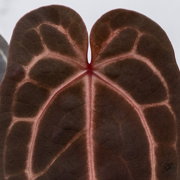 Anthurium Home, Sweet Home '32' x Red Velvet Cake '24' by DocBlock® (wk35-P) *Dark and Vibrant Emergent*