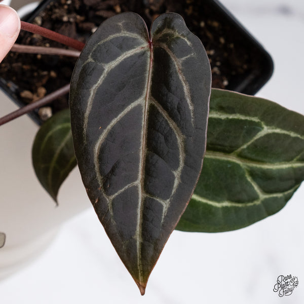 Anthurium Home, Sweet Home '32' x Red Velvet Cake '24' by DocBlock® (wk35-P) *Dark and Vibrant Emergent*