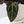 Anthurium Home, Sweet Home '32' x Red Velvet Cake '24' by DocBlock® (wk35-P) *Dark and Vibrant Emergent*