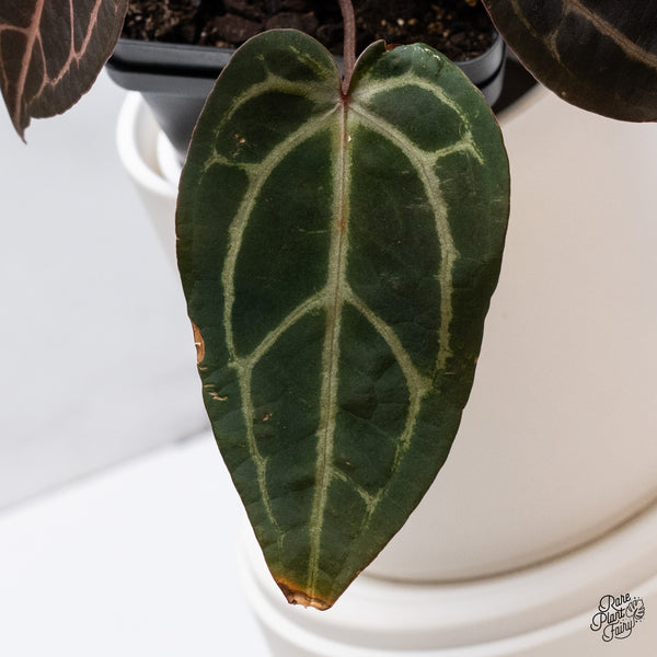 Anthurium Home, Sweet Home '32' x Red Velvet Cake '24' by DocBlock® (wk35-P) *Dark and Vibrant Emergent*