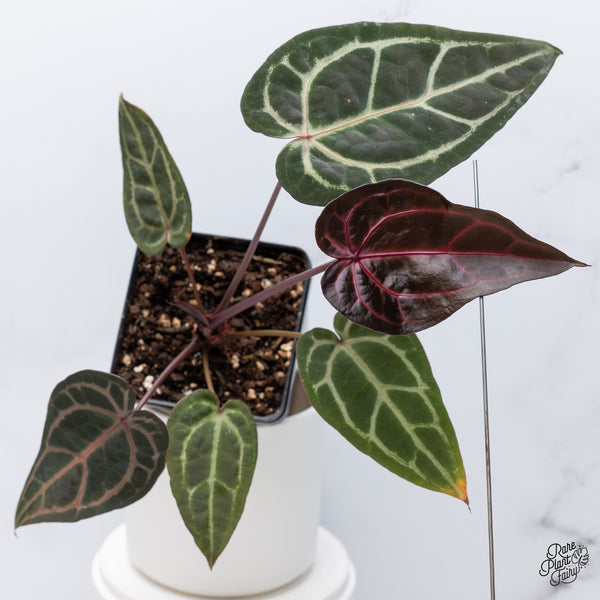 Anthurium Home, Sweet Home '32' x Red Velvet Cake '24' by DocBlock® (wk36-H) *Red Vein Emergent*