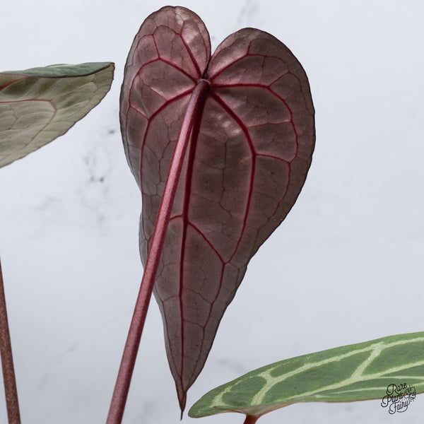 Anthurium Home, Sweet Home '32' x Red Velvet Cake '24' by DocBlock® (wk36-H) *Red Vein Emergent*