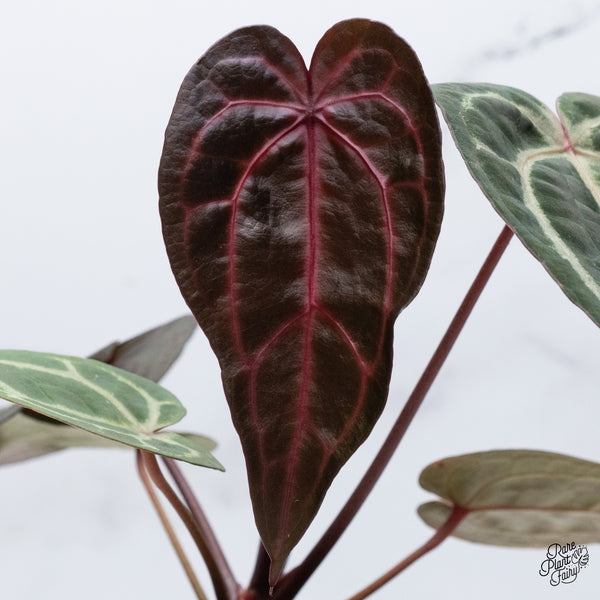 Anthurium Home, Sweet Home '32' x Red Velvet Cake '24' by DocBlock® (wk36-H) *Red Vein Emergent*