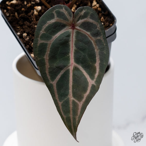Anthurium Home, Sweet Home '32' x Red Velvet Cake '24' by DocBlock® (wk36-H) *Red Vein Emergent*