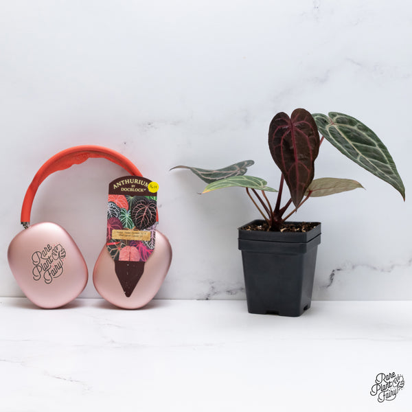 Anthurium Home, Sweet Home '32' x Red Velvet Cake '24' by DocBlock® (wk36-H) *Red Vein Emergent*