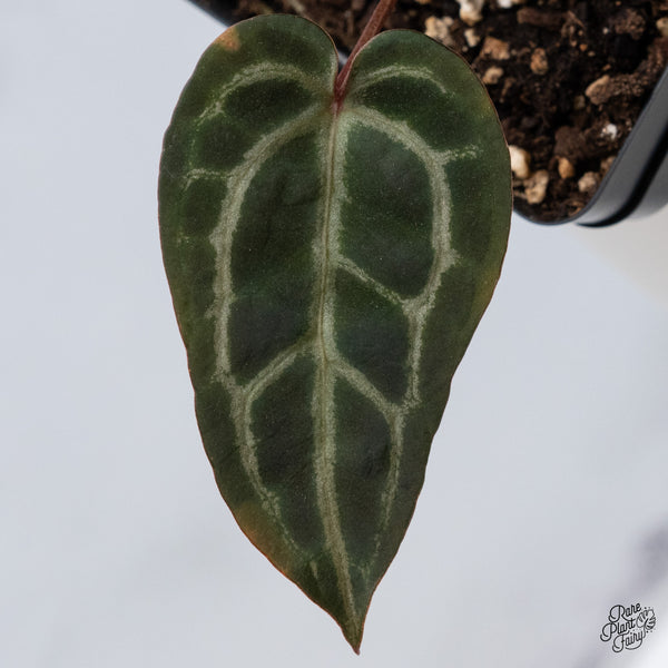 Anthurium Home, Sweet Home '32' x Red Velvet Cake '24' by DocBlock® (wk36-H) *Red Vein Emergent*
