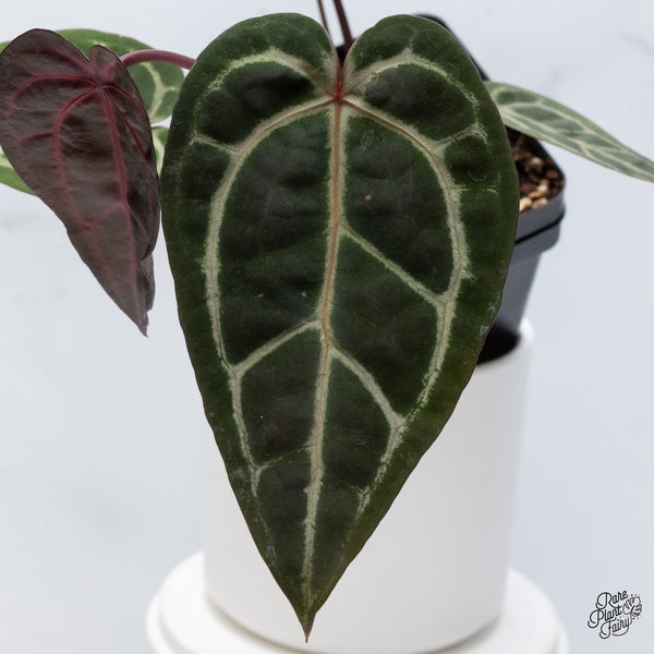 Anthurium Home, Sweet Home '32' x Red Velvet Cake '24' by DocBlock® (wk36-H) *Red Vein Emergent*